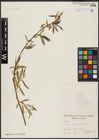 Foto von Salix acmophylla Boiss.